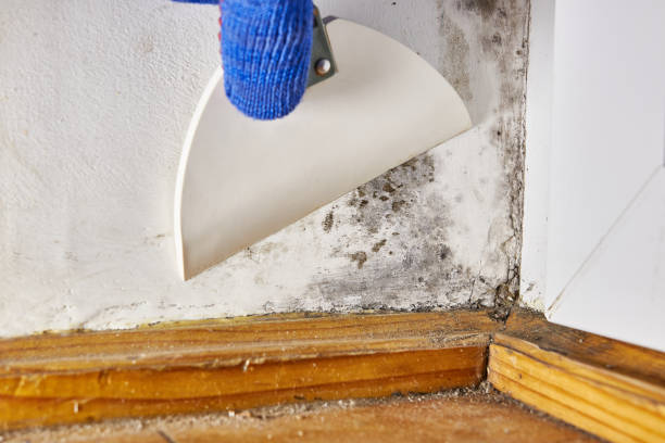 Best Biohazard Mold Removal  in Highland Falls, NY